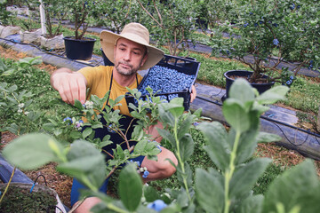 Farmer picking fresh blueberries on a farm.