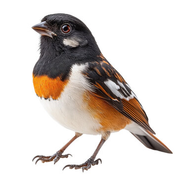 Towhee isolated on transparent background.