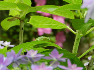 カエルとアジサイの花