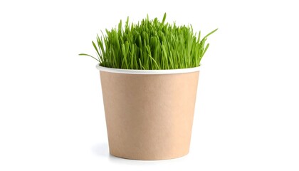 Biodegradable pot with sprouting wheatgrass on white background, eco home gardening 
