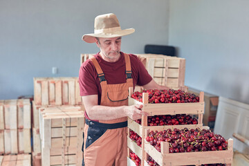 Farmer working and arranging freshly picked cherries in wooden crates.