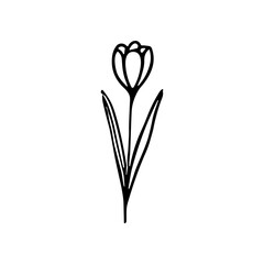 Simple Handdrawn Outline Tulip Flower Botanical Spring Floral Illustration
