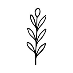 Minimalist Handdrawn Leaf Branch Botanical Element Simple Drawing Illustration