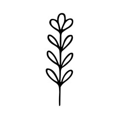 Simple Line Art Floral Twig Botanical Element Decoration Design