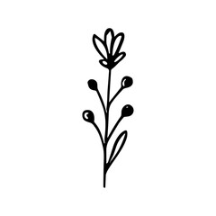 Minimalist Handdrawn Simple Floral Branch with Berries Line Art Illustration