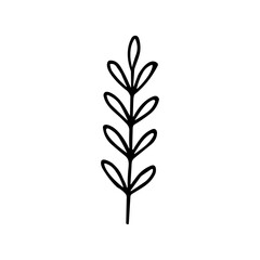 Simple Handdrawn Outline Leaf Branch Illustration Decorative Plant Element