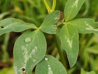 green leaf, flora and foliage