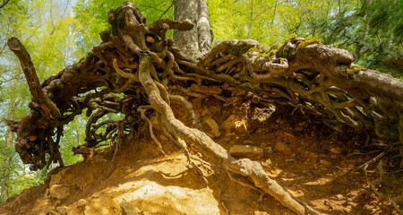dead tree roots in the forest