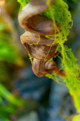 Natural unique decor.

The design is made of artificial and natural materials. A coffee shop in Nha Trang, Vietnam in a natural style.  