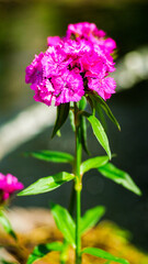Macro de fleurs dans un jardin