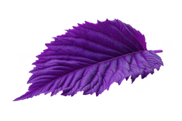 Single purple perilla leaf isolated on white