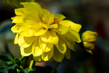 Macro de fleurs dans un jardin