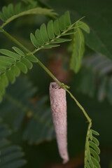 A cone-shaped caterpillar with a unique tapered body, often found on leaves or twigs, displaying distinctive markings and colors.