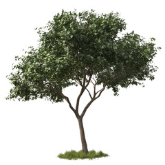 Single Trees Free Shapes Abstract on isolated transparent cutout PNG Background