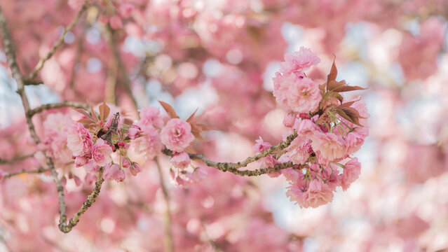 close up wallpaper with branch of pink cherry blossom flowers in spring