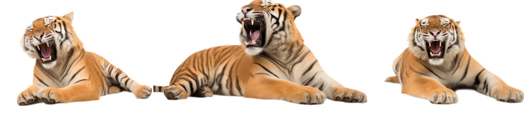 Naklejka premium Three Yawning Tiger Cubs: A Majestic Wildlife Moment on transparent background png