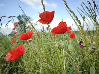 red poppies in the field