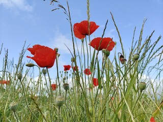 Obraz premium red poppies in the field