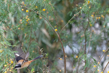 Long tailed shrike on the branch