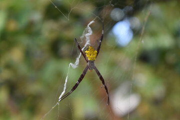 A yellow stomach spider, known for its vibrant yellow abdomen and small, agile body, sits quietly on a leaf. Its contrasting black legs and quick movements make it a fascinating yet elusive insect in 