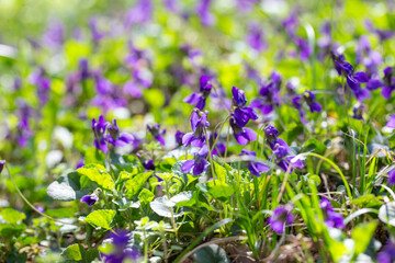 Spring flowers. Violet violets flowers bloom in the spring forest. Viola odorata.