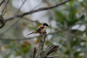 Long tailed shrike on the branch