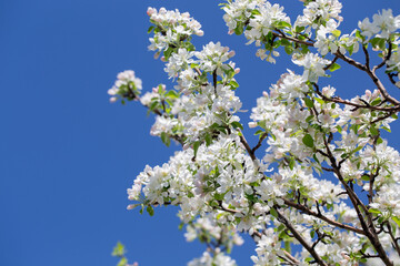Apple tree branches covered in delicate white blossoms reach up toward the clear blue sky