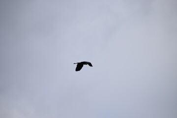 a bird in the sky