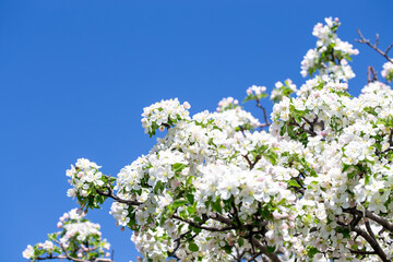 Bright apple tree flowers bloom, signaling the arrival of spring.