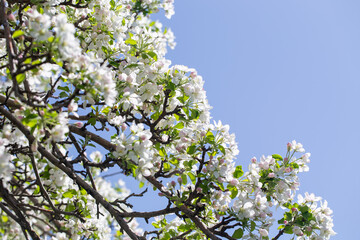 Spring apple blossom branch with pink buds and green leaves against clear sky minimal background.