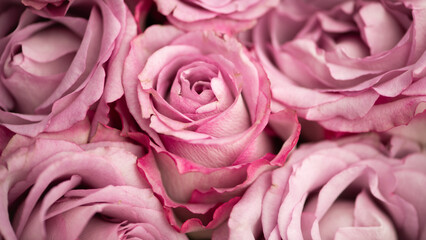 close up of pink roses seamless background