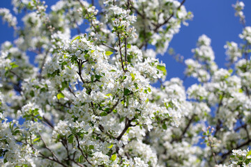 Close-up of apple blossoms in full bloom under a vivid blue sky, seasonal spring concept.