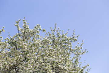 Close-up of apple blossoms in full bloom under a vivid blue sky, seasonal spring concept.
