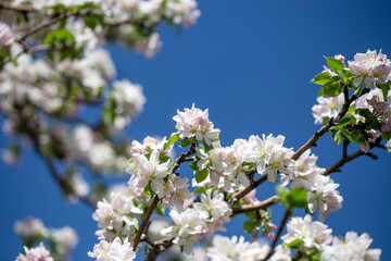 White apple blossoms in full bloom against a clear blue spring sky.