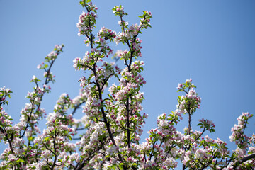 Branch of blooming apple tree reaching into clear, cloudless sky.