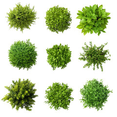 Fototapeta premium Top view of various decorative green on isolated transparent cutout PNG Background