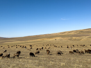 A flock of sheep grazing on dry grass field with mountain hills in the background, Kyrgyzstan.