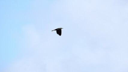 a bird is sitting on a tree branch