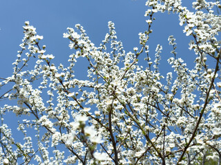 Flowering twigs floating in the calm blue atmosphere, highlighting seasonal transformation.