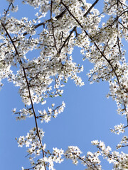 Flowering twigs floating in the calm blue atmosphere, highlighting seasonal transformation.