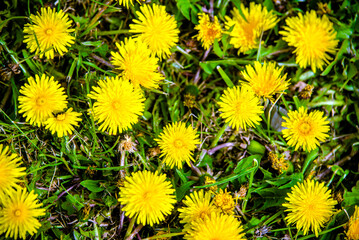 Yellow dandelions blooming on grass background
