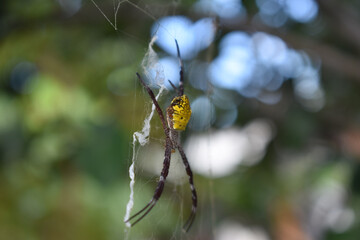 A yellow stomach spider, known for its vibrant yellow abdomen and small, agile body, sits quietly...