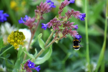 beautiful flowers in the garden