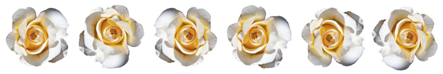 Barra de rosas blancas