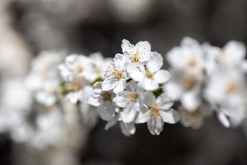Cherry tree branches reaching toward a pastel blue sky, expressing calm and elegance.