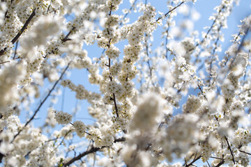 Delicate white petals contrasting with sunny sky background, celebrating nature's rebirth.