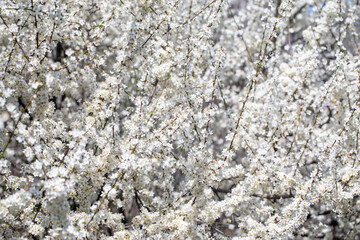 Spring flowers set against the calm blue atmosphere, perfect for seasonal themes.