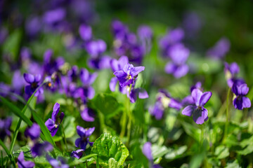 Wild violets bloom in a spring forest meadow. Viola odorata in natural sunlight.