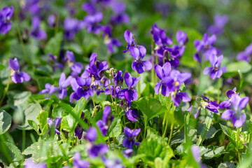Delicate purple violet flowers blossom in early spring woods.