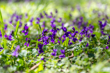 Close-up of blooming wild violets in a sunlit spring forest.